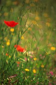 PAPAVER, POPPY