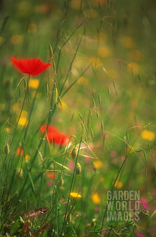 PAPAVER_POPPY