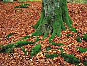 FAGUS SYLVATICA, BEECH