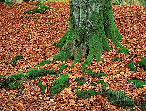 FAGUS_SYLVATICA_BEECH