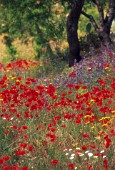 PAPAVER RHOEAS, POPPY