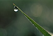 WATER DROPLET ON TIP OF BLADE OF GRASS, (CLOSE UP)