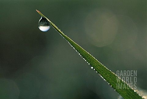 WATER_DROPLET_ON_TIP_OF_BLADE_OF_GRASS_CLOSE_UP