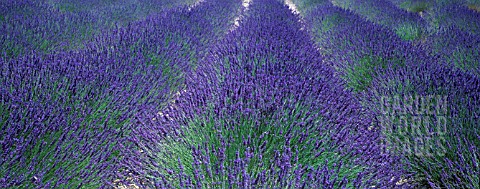 LAVANDULA_LAVENDER