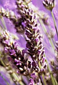 LAVANDULA AUGUSTIFOLIA, LAVENDER