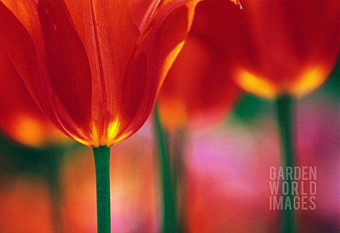 TULIPA_TULIP