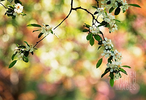 MALUS_DOMESTICA_APPLE