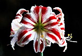 HIPPEASTRUM ‘SYDNEY’, AMARYLLIS