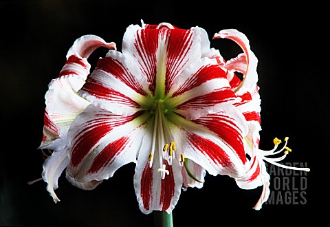 HIPPEASTRUM_SYDNEY_AMARYLLIS