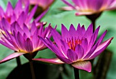 NYMPHAEA TINA, WATER LILY