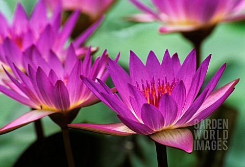 NYMPHAEA_TINA_WATER_LILY