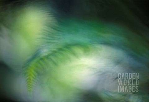 FERN