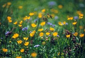 RANUNCULUS SURBICUS, BUTTERCUP