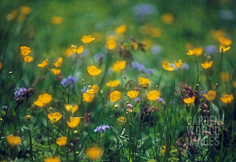 RANUNCULUS_SURBICUS_BUTTERCUP