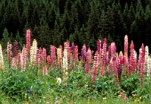 LUPINUS, LUPIN