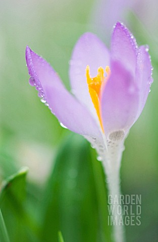 CROCUS_CROCUS