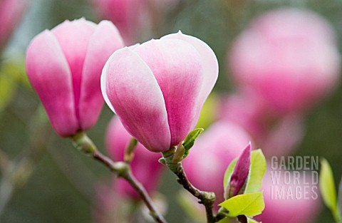 MAGNOLIA_SOULANGEANA_MAGNOLIA