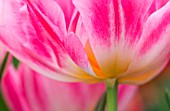TULIPA, TULIP