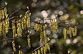 BETULA, BIRCH