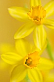 NARCISSUS TETE-A-TETE, DAFFODIL