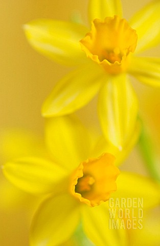 NARCISSUS_TETEATETE_DAFFODIL