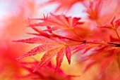 ACER, MAPLE