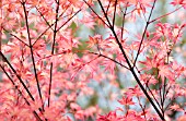 ACER, MAPLE