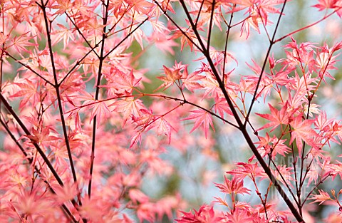 ACER_MAPLE