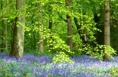 HYACINTHOIDES - VARIETY NOT IDETIFIED, BLUEBELL WOOD