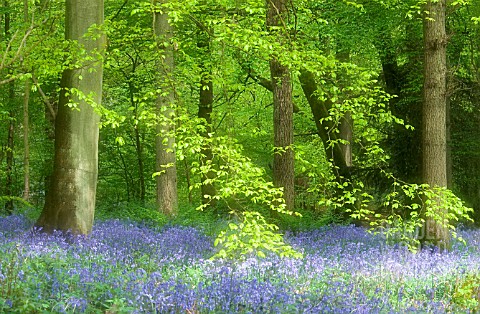 HYACINTHOIDES__VARIETY_NOT_IDETIFIED_BLUEBELL_WOOD