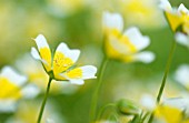 LIMNANTHES DOUGLASII, POACHED EGG PLANT