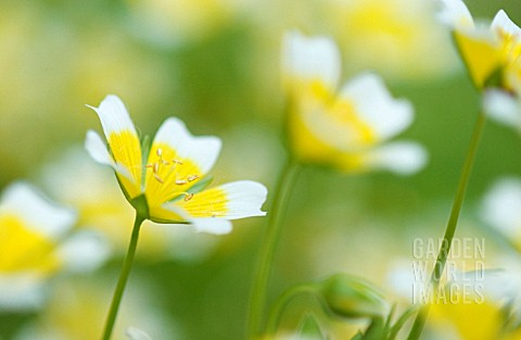 LIMNANTHES_DOUGLASII_POACHED_EGG_PLANT