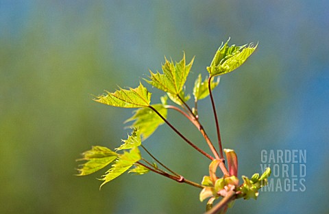 ACER_MAPLE