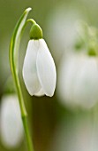 GALANTHUS, SNOWDROP