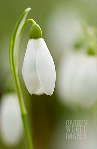 GALANTHUS_SNOWDROP