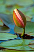 NYMPHAEA, WATER LILY