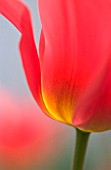 TULIPA, TULIP