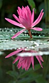 NYMPHAEA, WATER LILY