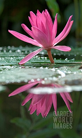 NYMPHAEA_WATER_LILY