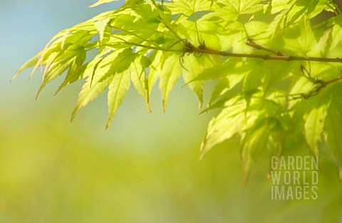ACER_JAPANESE_MAPLE
