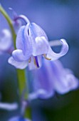 HYACINTHOIDES NON-SCRIPTA, BLUEBELL - ENGLISH BLUEBELL