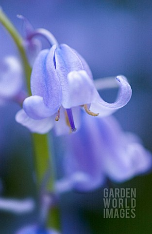 HYACINTHOIDES_NONSCRIPTA_BLUEBELL__ENGLISH_BLUEBELL