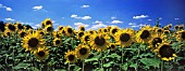 HELIANTHUS, FIELD OF SUNFLOWERS WITH BLUE SKY