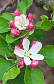 MALUS DOMESTICA ‘ELLISON’S ORANGE’, APPLE