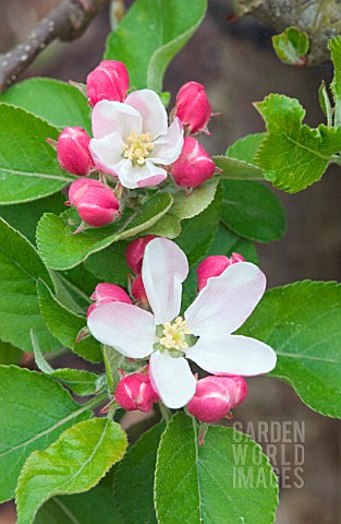 MALUS_DOMESTICA_ELLISONS_ORANGE_APPLE