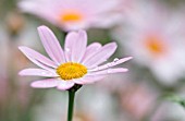 ARGYRANTHEMUM ‘PETITE PINK’, DAISY