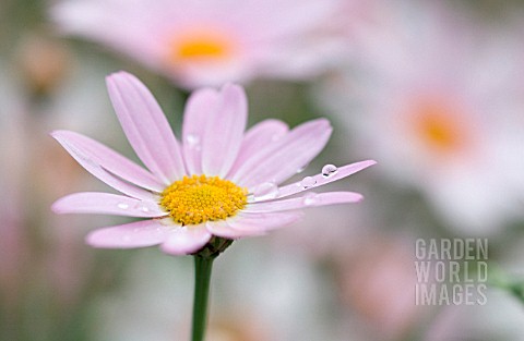 ARGYRANTHEMUM_PETITE_PINK_DAISY