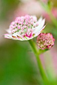 ASTRANTIA, ASTRANTIA, MASTERWORT