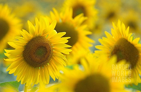 HELIANTHUS_SUNFLOWER