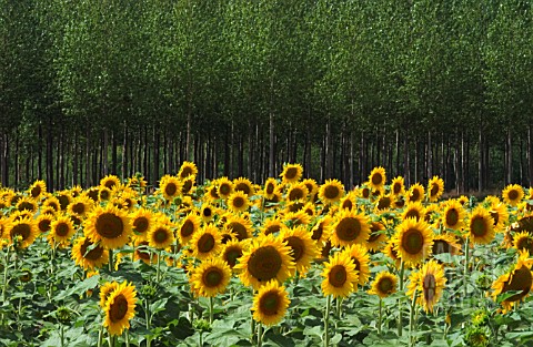 HELIANTHUS_SUNFLOWER